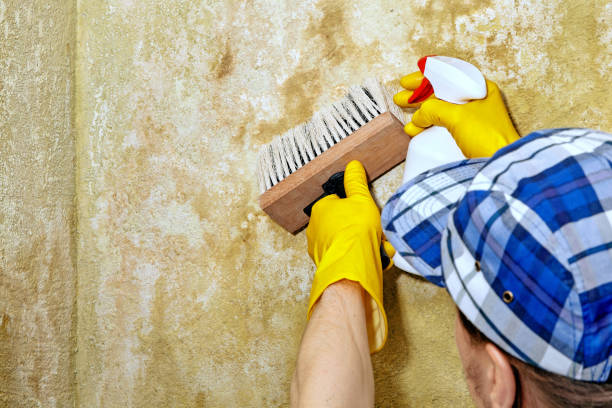 Best Environmental Consulting for Mold Prevention  in Dunsmuir, CA