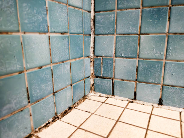 Environmental Consulting for Mold Prevention in Dunsmuir, CA