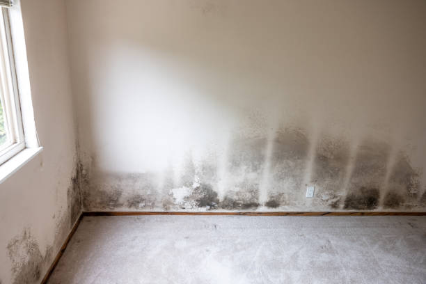 Best HVAC Mold Inspection and Cleaning  in Dunsmuir, CA