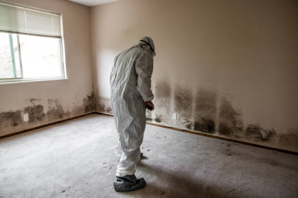 Best Mold Documentation for Insurance Claims  in Dunsmuir, CA