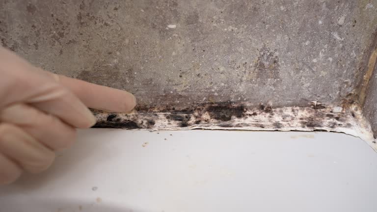 Best Mold Damage Restoration  in Dunsmuir, CA